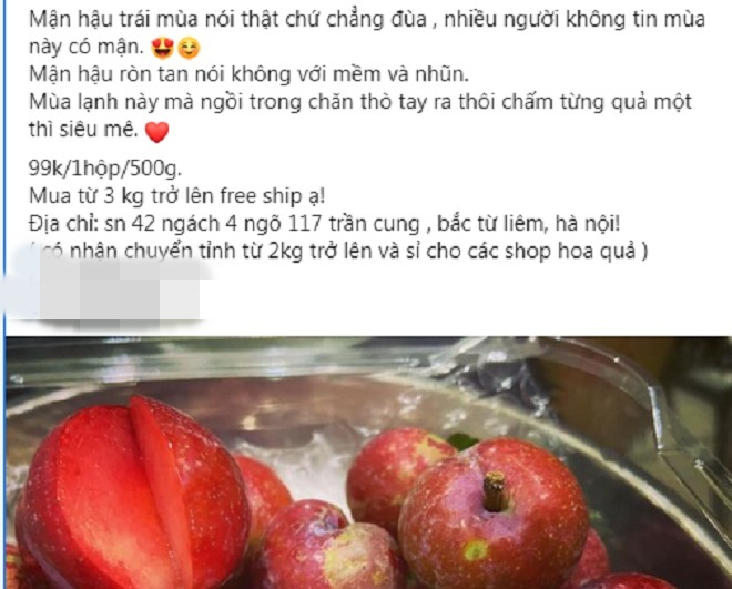 Chị em lùng mua mận Mộc Châu trái mùa siêu đắt, chống ngán dịp Tết - 2