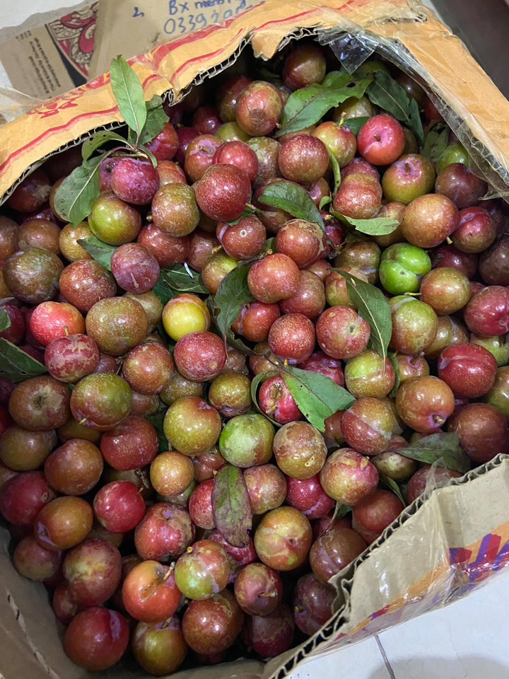 Chị em lùng mua mận Mộc Châu trái mùa siêu đắt, chống ngán dịp Tết - 3