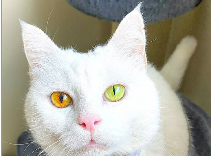 Con mèo có màu mắt thay đổi theo thời tiết - 1