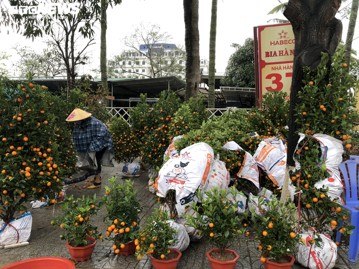 Đào, quất Tết dập nát sau trận mưa dông lớn, tiểu thương miền Trung 'khóc ròng' - 3