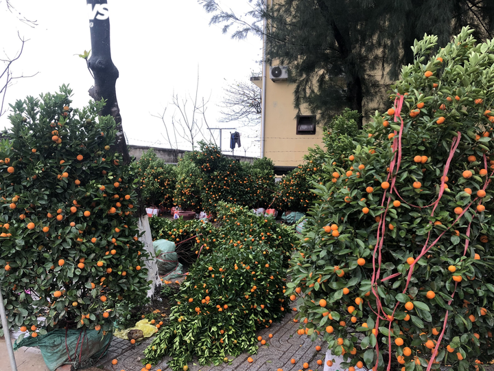 Đào, quất Tết dập nát sau trận mưa dông lớn, tiểu thương miền Trung 'khóc ròng' - 2