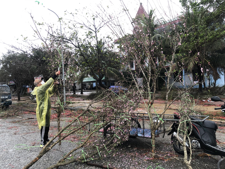 Đào, quất Tết dập nát sau trận mưa dông lớn, tiểu thương miền Trung 'khóc ròng' - 5