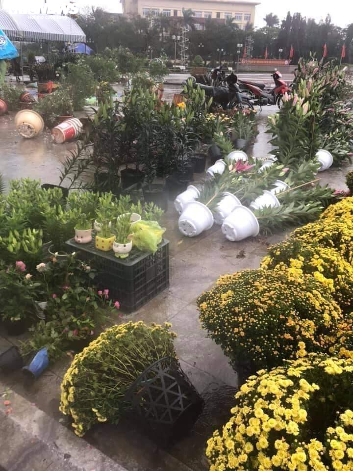 Đào, quất Tết dập nát sau trận mưa dông lớn, tiểu thương miền Trung 'khóc ròng' - 6