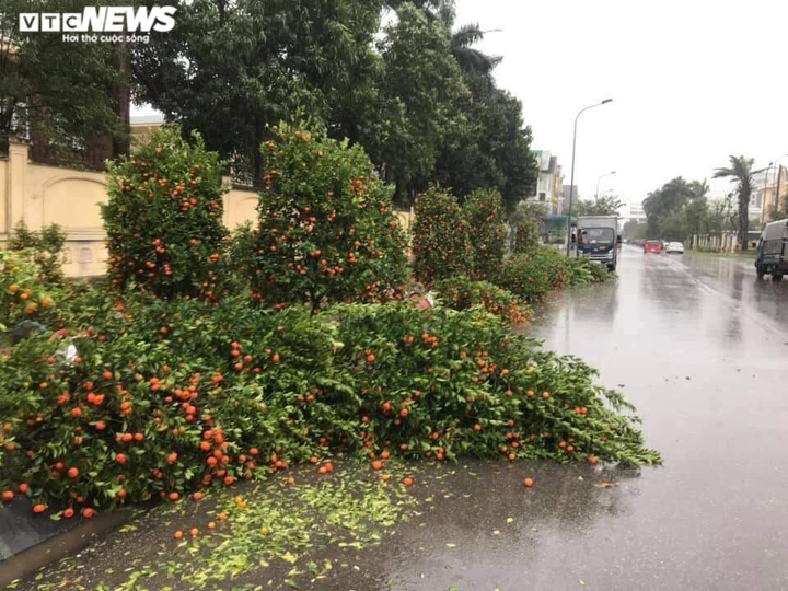 Đào, quất Tết dập nát sau trận mưa dông lớn, tiểu thương miền Trung 'khóc ròng' - 1