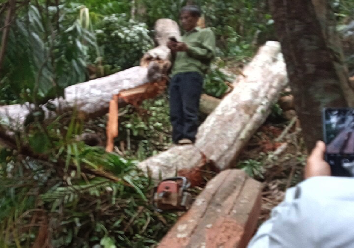 Bắt quả tang 2 kẻ khai thác trái phép 11 cây gỗ để bán kiếm tiền tiêu Tết - 1