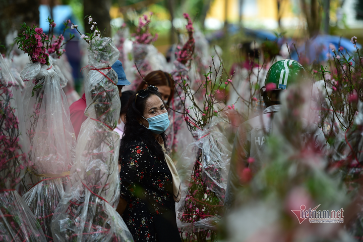 Hoa cảnh TP.HCM ngày giáp Tết: Giá giảm sâu, người mua vẫn thưa vắng - 1