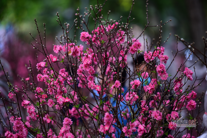 Hoa cảnh TP.HCM ngày giáp Tết: Giá giảm sâu, người mua vẫn thưa vắng - 3