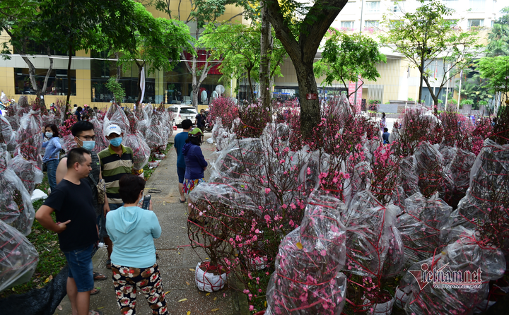 Hoa cảnh TP.HCM ngày giáp Tết: Giá giảm sâu, người mua vẫn thưa vắng - 5