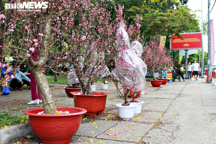 TP.HCM: Hoa Tết đồng loạt giảm giá... vẫn 'đìu hiu' khách mua - 2