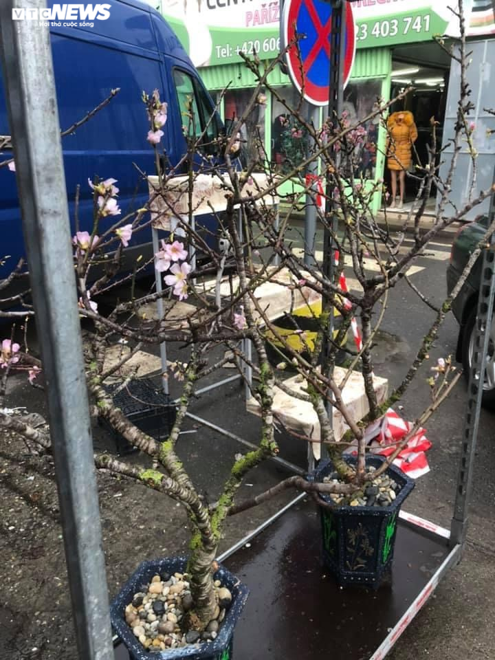 Tết của những người Việt xa quê trên đất Cộng hòa Séc giữa dịch COVID-19 - 8