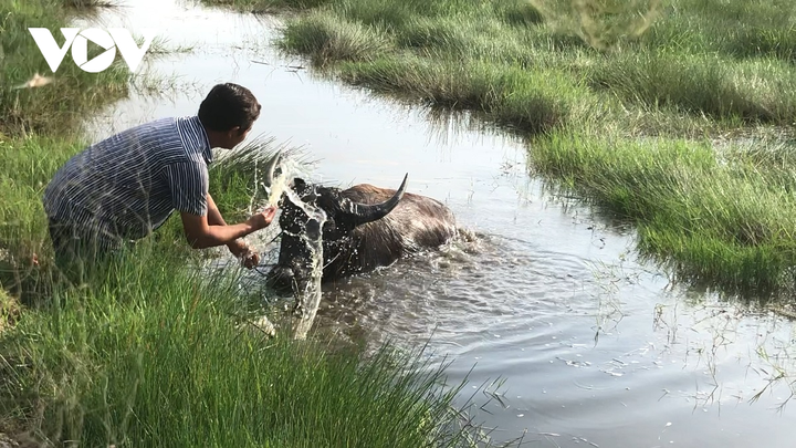 'Vua trâu' miền Tây: Từ nghèo khó, chỉ có 1 con trâu đến cả gia tài đồ sộ - 5