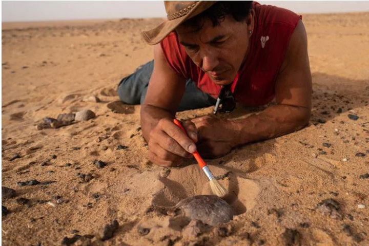 Dịch COVID-19 khiến 20 tấn xương khủng long mắc kẹt ở sa mạc Sahara - 4