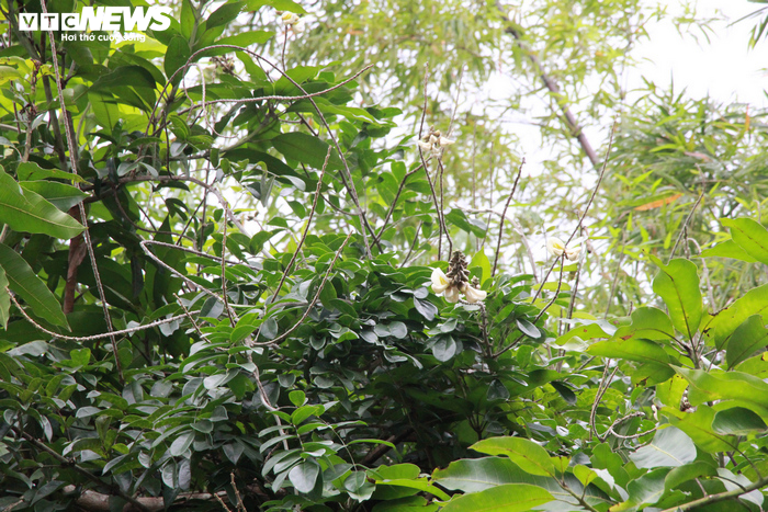 Đi tìm loài sâm tiến vua bị lãng quên ở núi Dành - 4