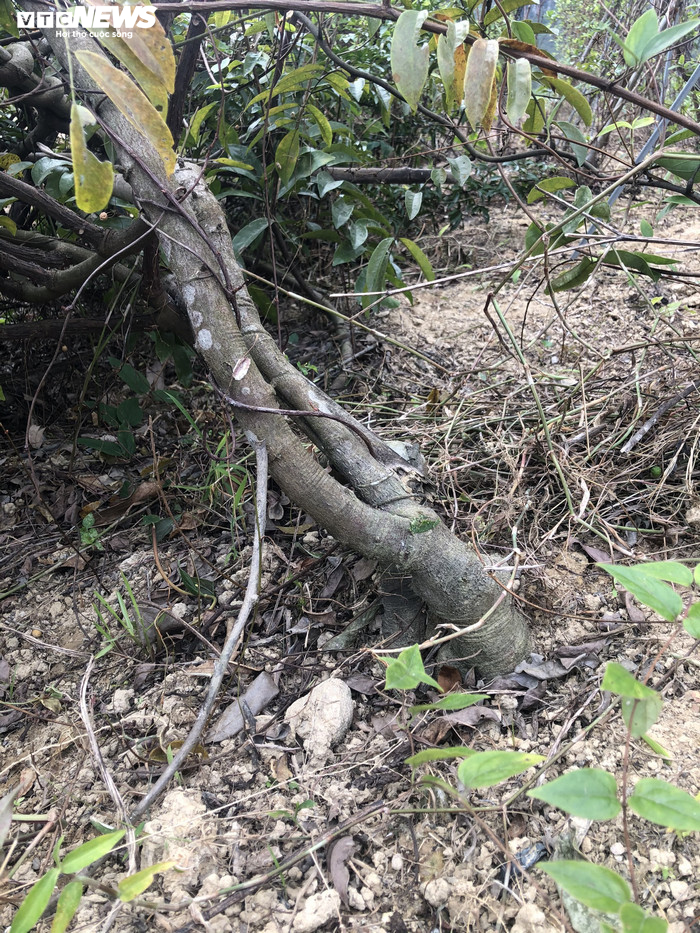 Đi tìm loài sâm tiến vua bị lãng quên ở núi Dành - 2