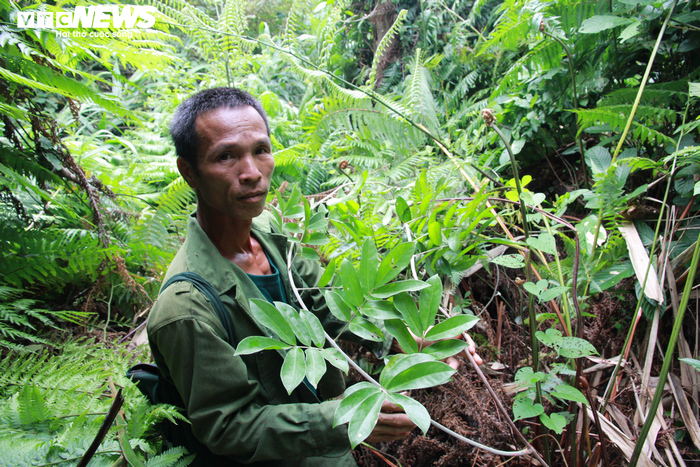 Đi tìm loài sâm tiến vua bị lãng quên ở núi Dành - 1