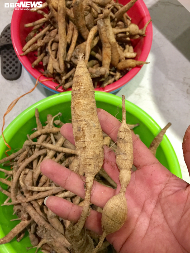 Đi tìm loài sâm tiến vua bị lãng quên ở núi Dành - 5
