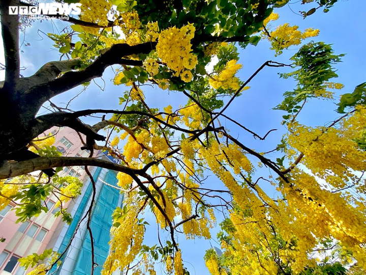 Sài Gòn đẹp nao lòng mùa hoa muồng hoàng yến vàng rực các tuyến phố - 3