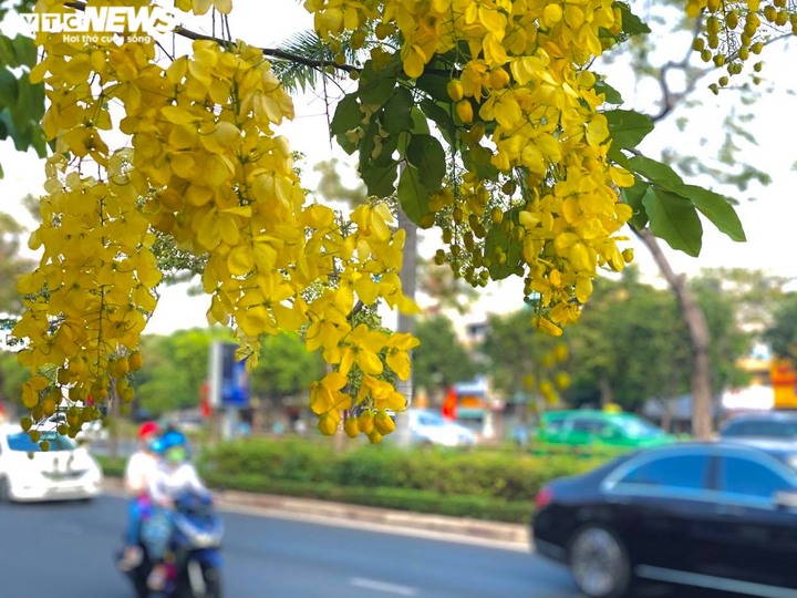 Sài Gòn đẹp nao lòng mùa hoa muồng hoàng yến vàng rực các tuyến phố - 4