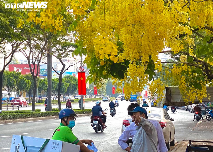 Sài Gòn đẹp nao lòng mùa hoa muồng hoàng yến vàng rực các tuyến phố - 8