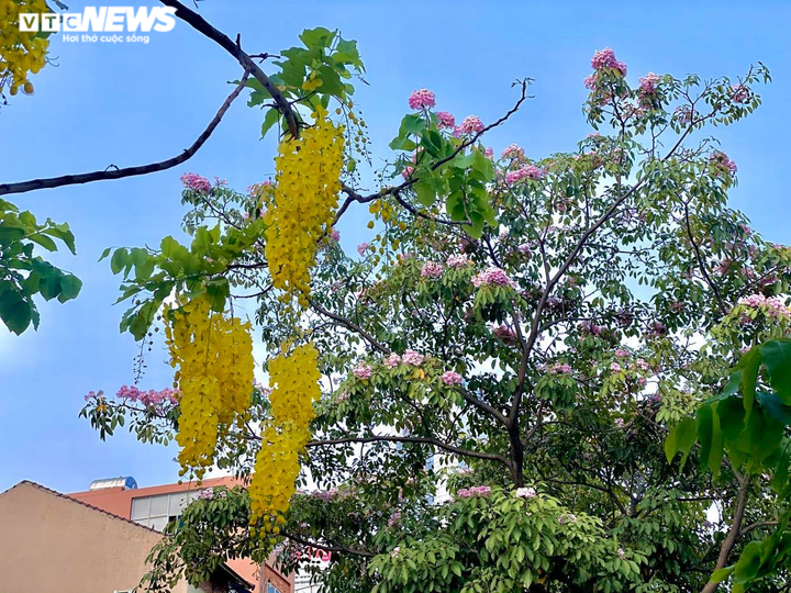 Sài Gòn đẹp nao lòng mùa hoa muồng hoàng yến vàng rực các tuyến phố - 9