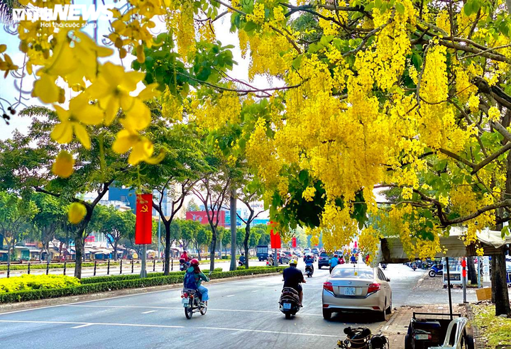 Sài Gòn đẹp nao lòng mùa hoa muồng hoàng yến vàng rực các tuyến phố - 2