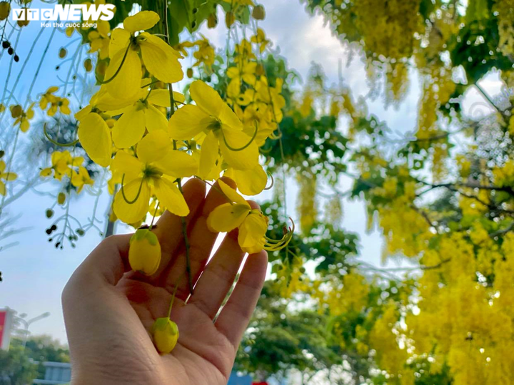 Sài Gòn đẹp nao lòng mùa hoa muồng hoàng yến vàng rực các tuyến phố - 7