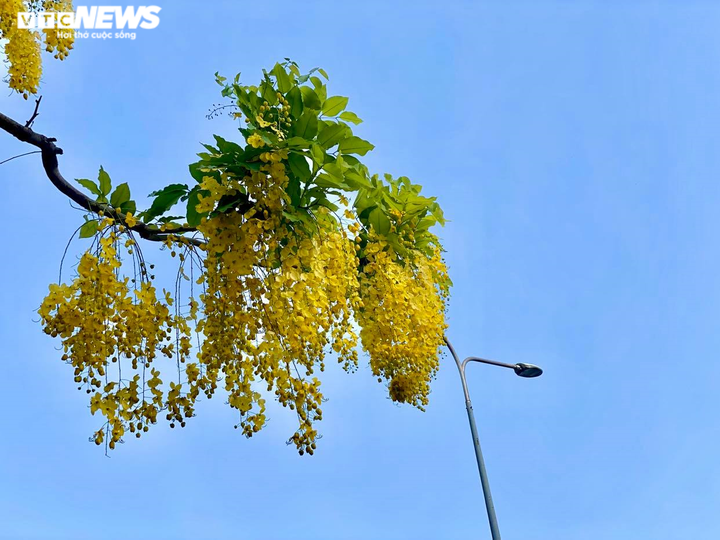 Sài Gòn đẹp nao lòng mùa hoa muồng hoàng yến vàng rực các tuyến phố - 6