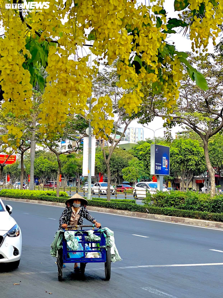 Sài Gòn đẹp nao lòng mùa hoa muồng hoàng yến vàng rực các tuyến phố - 5