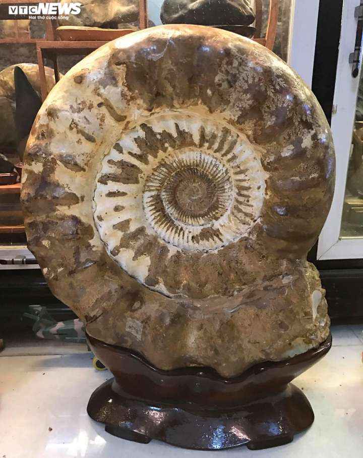 Độc, lạ bộ sưu tập vỏ ốc tại Nhà trưng bày Hoàng Sa - 3