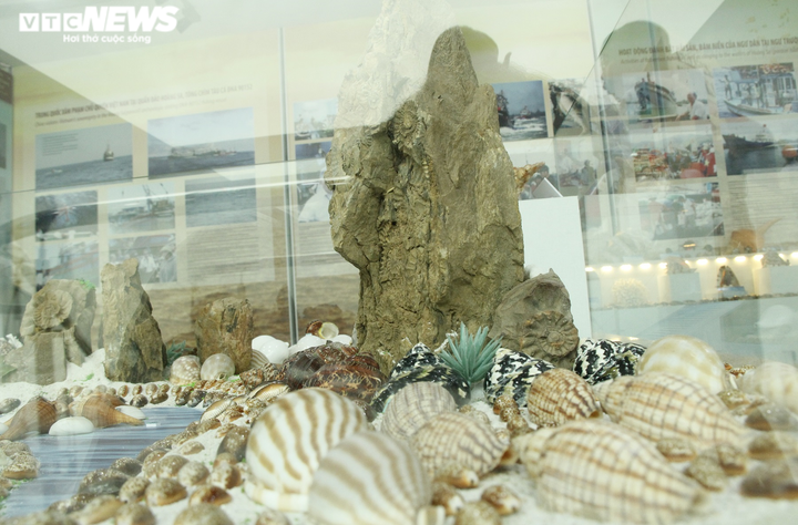 Độc, lạ bộ sưu tập vỏ ốc tại Nhà trưng bày Hoàng Sa - 6