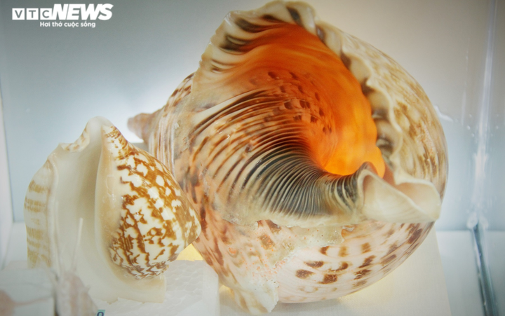 Độc, lạ bộ sưu tập vỏ ốc tại Nhà trưng bày Hoàng Sa - 7