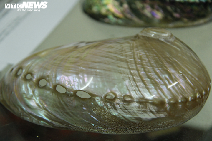 Độc, lạ bộ sưu tập vỏ ốc tại Nhà trưng bày Hoàng Sa - 5