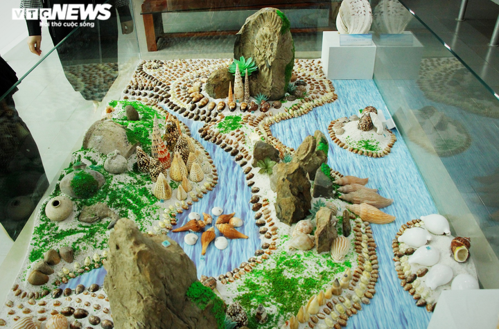 Độc, lạ bộ sưu tập vỏ ốc tại Nhà trưng bày Hoàng Sa - 1