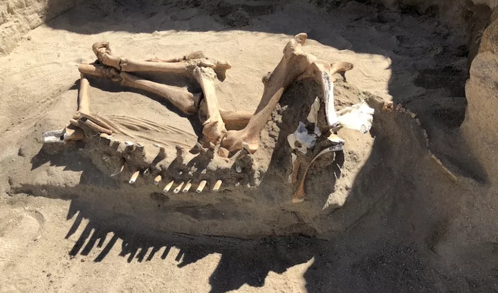 Con ngựa 'kỷ băng hà' chết cách đây vài trăm năm - 1