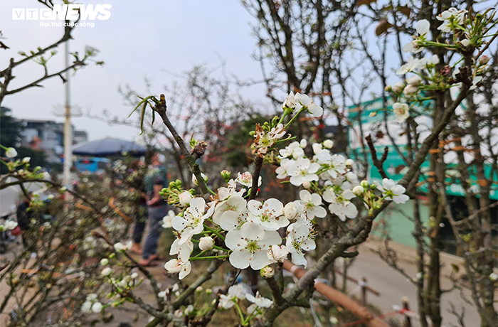 Đào, quất tàn sau Tết, đến lượt lê rừng tiền triệu hút khách Hà Nội - 8