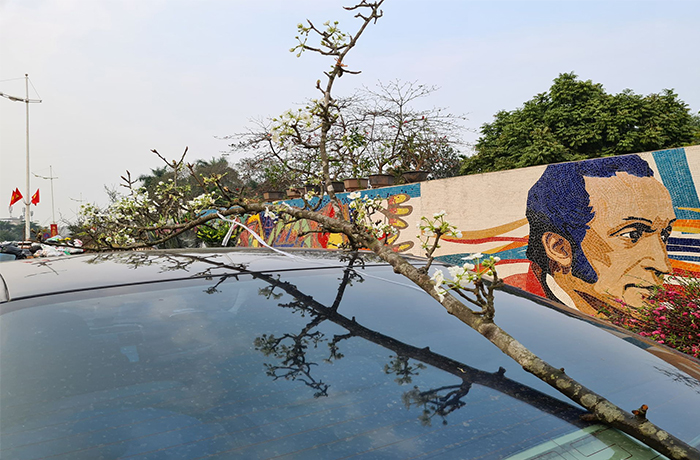 Đào, quất tàn sau Tết, đến lượt lê rừng tiền triệu hút khách Hà Nội - 7