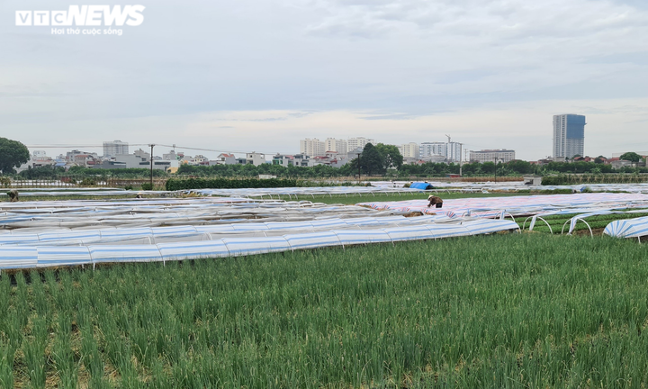 Bắc Ninh hỗ trợ 1 tỷ đồng, giúp Hải Dương tiêu thụ nông sản - 1