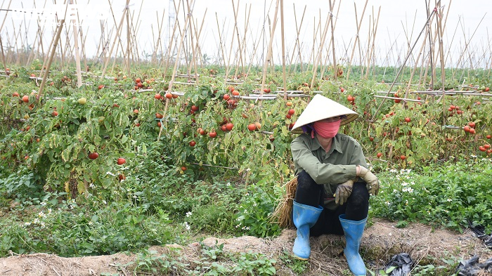 Xót xa nông sản không bán được, bị vứt bỏ đầy đồng ở Hải Dương - 5
