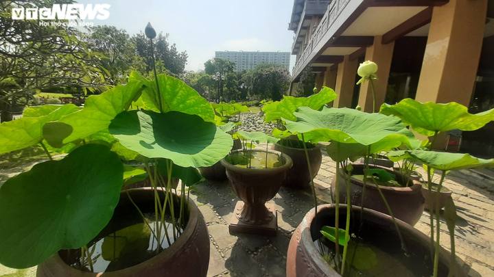 Ảnh: Ngôi chùa có khuôn viên rộng 20.000m2 ở TP.HCM - 9