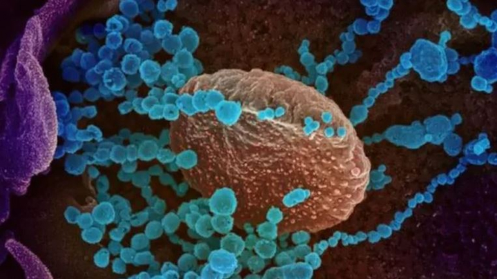 Hai đột biến nguy hiểm của SARS-CoV-2 có thể thoát khỏi các kháng thể - 1