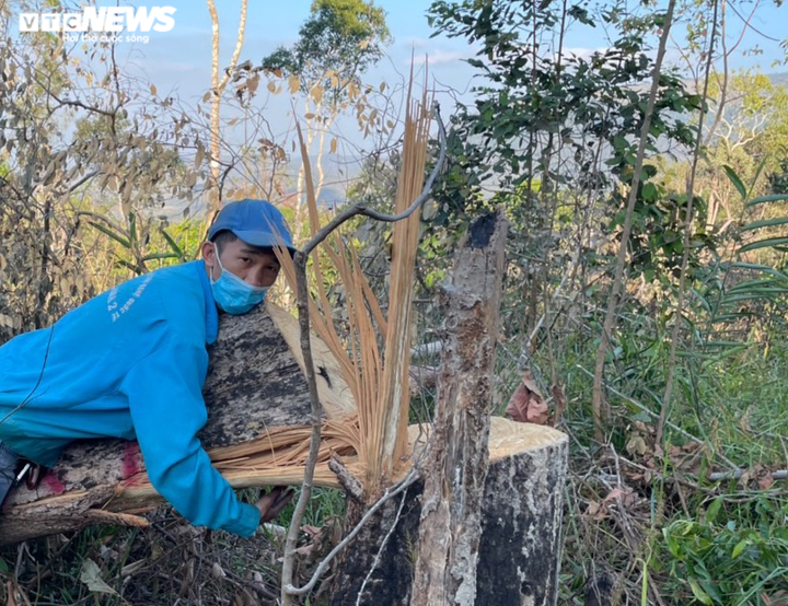 Lợi dụng Tết Nguyên đán, lâm tặc lại 'xẻ thịt' rừng tự nhiên ở Đắk Lắk - 1