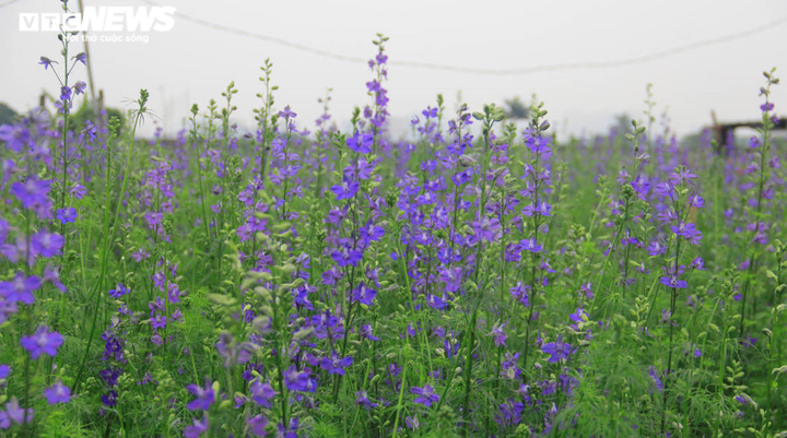 Ảnh: Cảnh chưa từng thấy ở làng hoa Tây Tựu nổi tiếng Hà Nội - 3