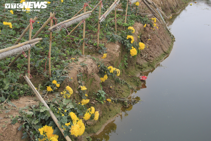 Ảnh: Cảnh chưa từng thấy ở làng hoa Tây Tựu nổi tiếng Hà Nội - 9