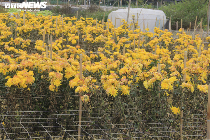 Ảnh: Cảnh chưa từng thấy ở làng hoa Tây Tựu nổi tiếng Hà Nội - 6