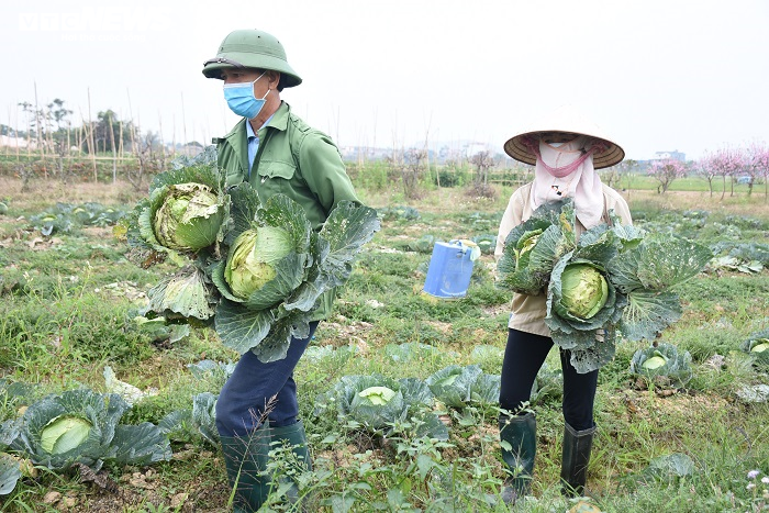 Gần 2.000 tỷ đồng nông sản còn đọng giữa tâm dịch Hải Dương - 1