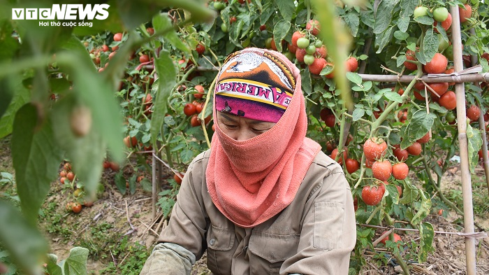 Nông sản Hải Dương chờ 'giải cứu': Khó khăn chồng khó khăn - 1