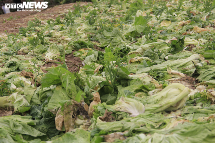 Hà Nội: Rau xanh rẻ như bèo, nông dân bỏ đầy đồng làm phân bón - 2