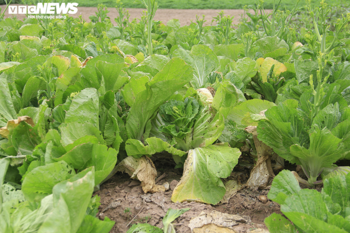 Hà Nội: Rau xanh rẻ như bèo, nông dân bỏ đầy đồng làm phân bón - 4