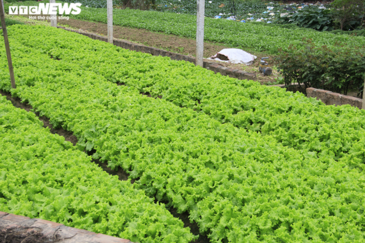 Hà Nội: Rau xanh rẻ như bèo, nông dân bỏ đầy đồng làm phân bón - 11