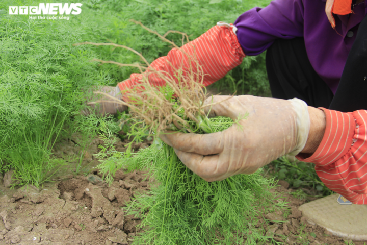 Hà Nội: Rau xanh rẻ như bèo, nông dân bỏ đầy đồng làm phân bón - 9